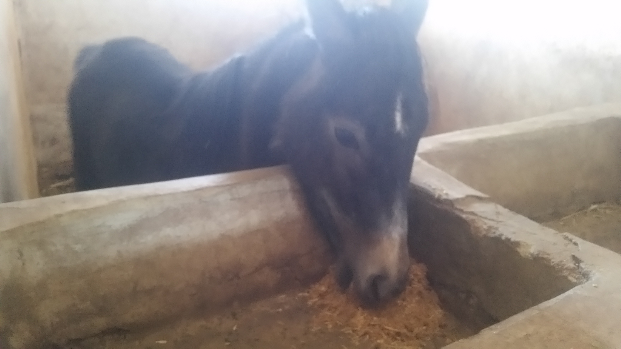 qrab feeding pony OWAP-AR delivery 30 NOV 2018 to dhamar our horse rescue.jpg