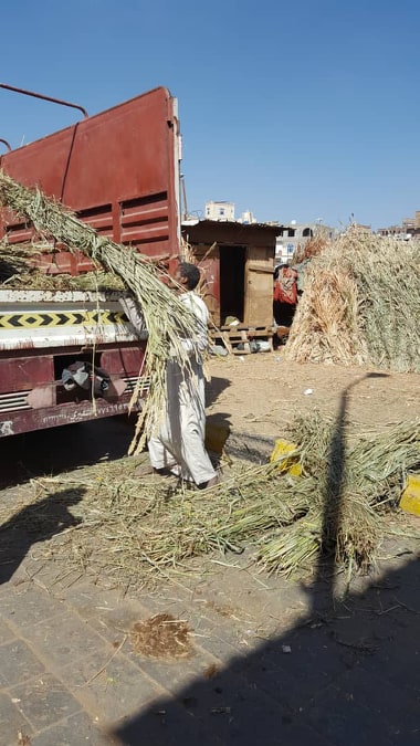 riding and military fodder loading 9 DEC 2018 by Nada for OWAP-AR sana'a horse rescue.jpg