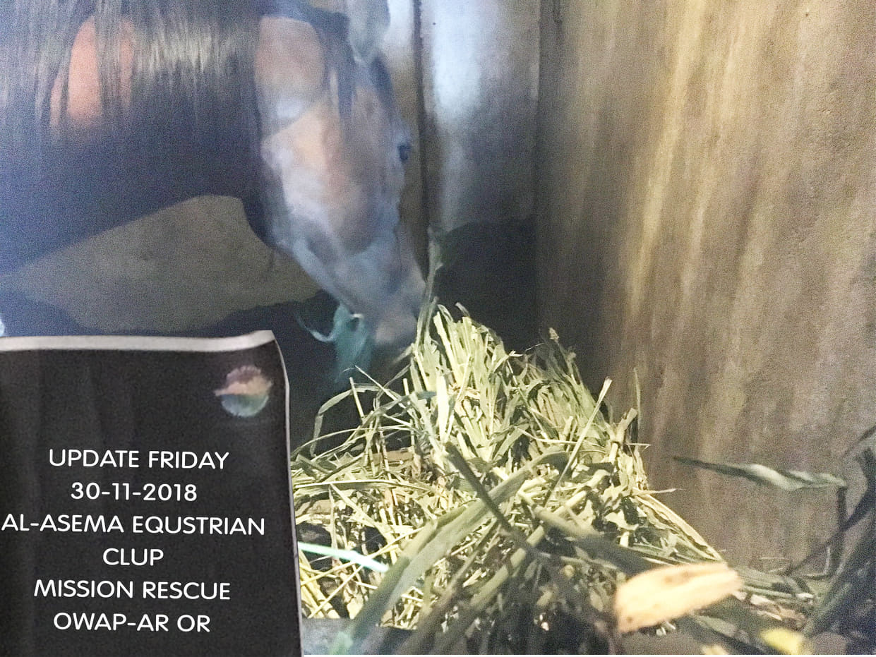 riding equestrian club 22nd Nov 2018 Arabian horse rescue mission by OWAP-AR another of the horses getting to eat ouir delivery.jpg