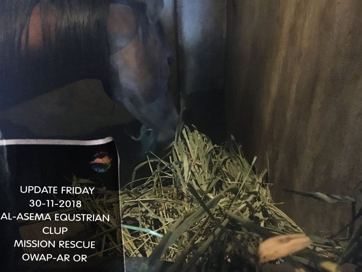 riding club rescue blackie eating OWAP-AR's delivery of fodder 30 NOV 2018 sana'a yemen.jpg