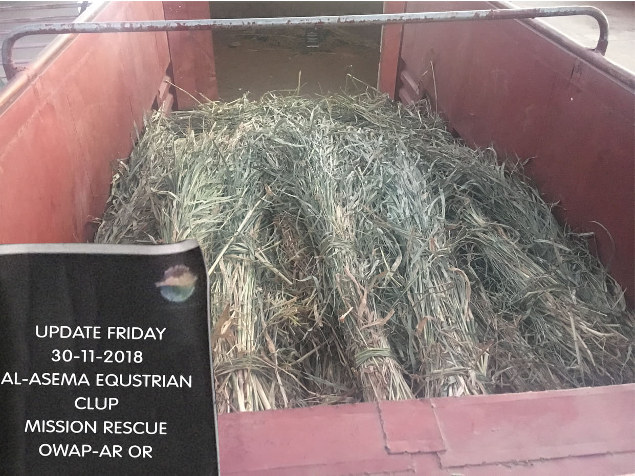 riding truckload fodder 30 NOV 2018 from OWAP-AR Charity nada delivering sana'a yemen horses rescue.jpg