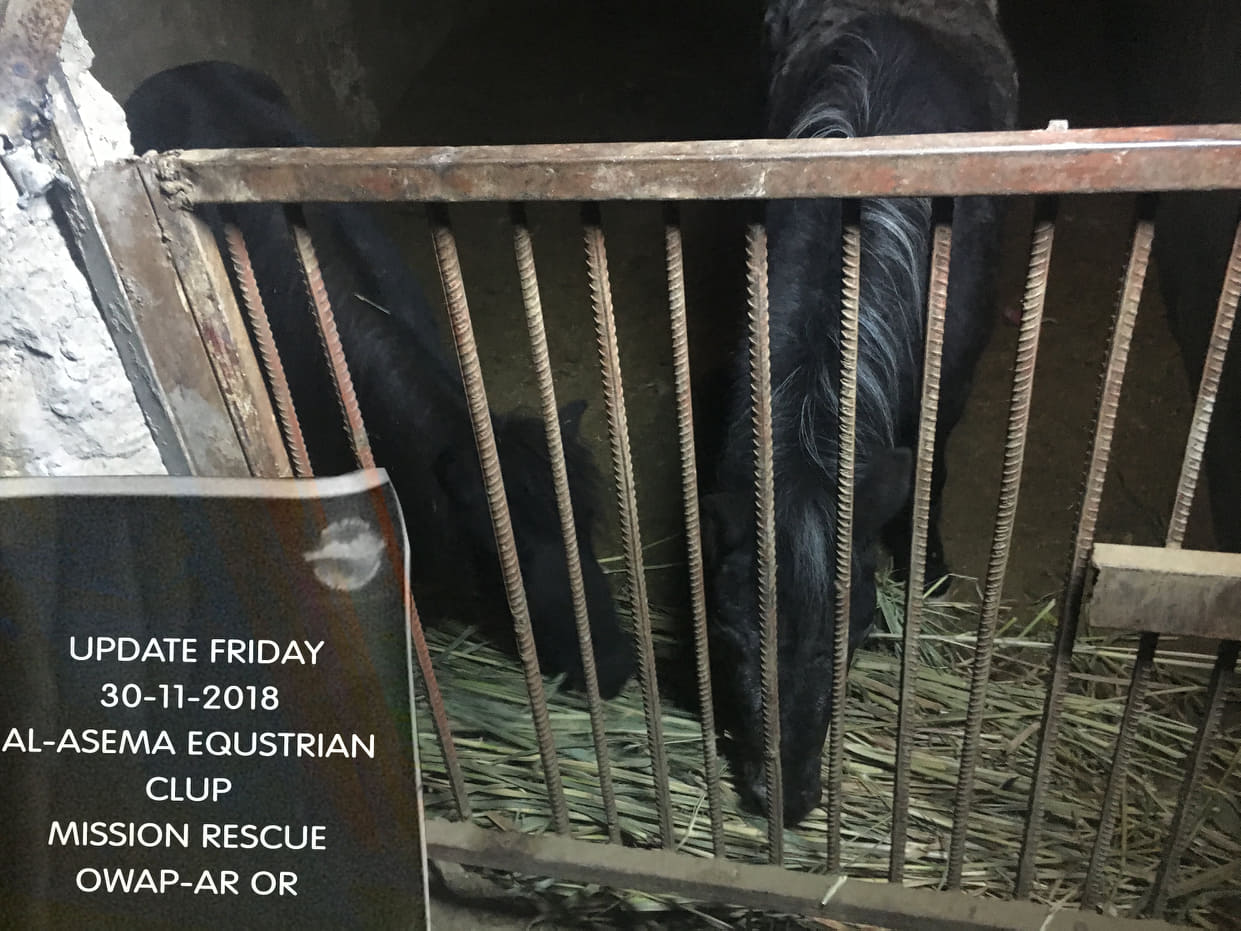 riding club fodder mum and son eating OWAP-AR delivery today 30 NOV 2018 yemen rescue horses sana'a.jpg