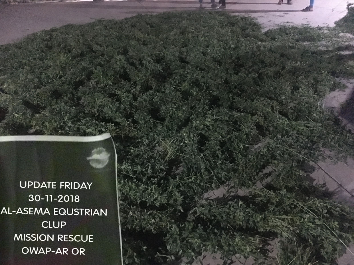 riding club sana'a persim green fodder nov 2018 by OWAP-AR providing delivery yemen horse rescue.jpg
