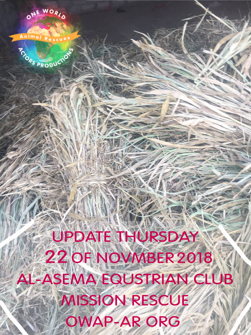 riding equestrian club sana'a yemen horse rescue by OWAP AR update delivery and distribution 22 NOV 2018 nada coordinating.jpg