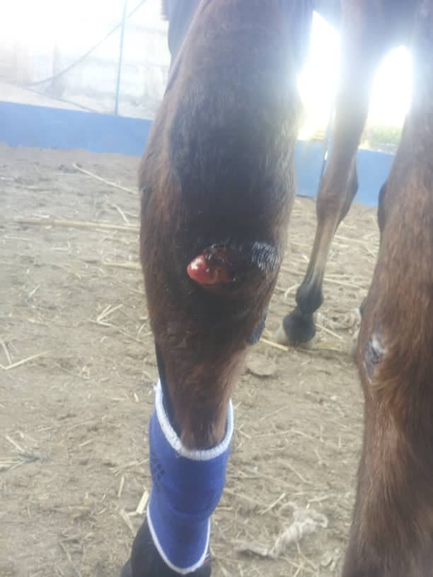 riding club sana'a yemen rescue injury needing emergency attention 14 nov 2018 by OWAp-AR nada pic.jpg