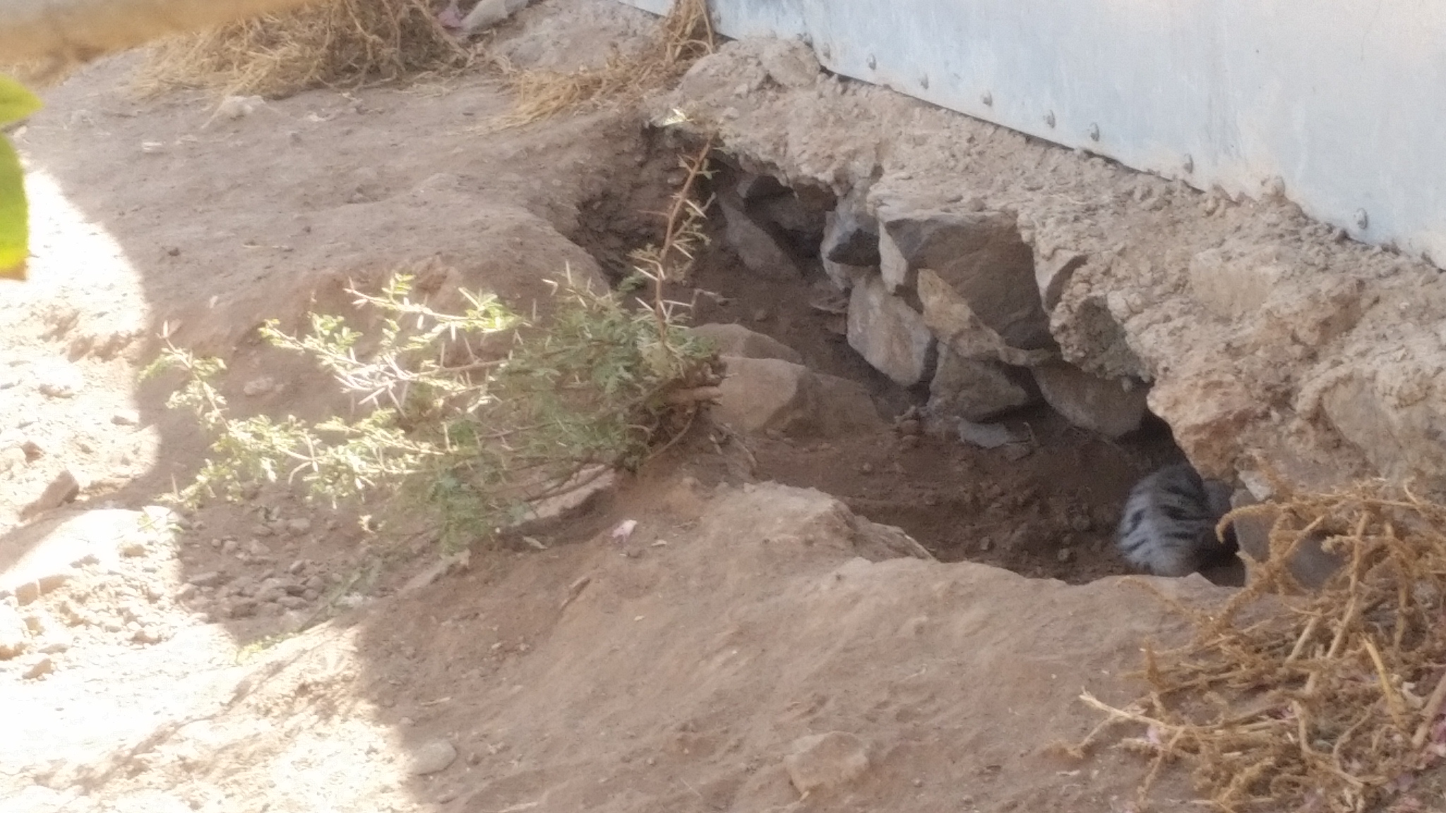 IBB ZOO 11 DEC 2018 new born Striped Hyenas 2 by OWAP-AR Charity yemen zoo rescue.jpg