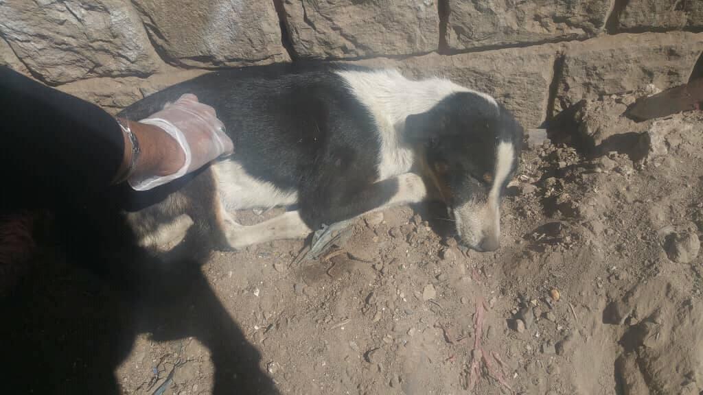 stray female sana'a yemen laila 19 DEC 2018 OWAP AR Project.jpg