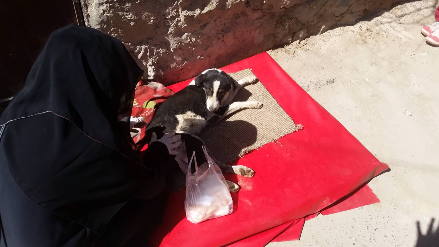 lucy 24 DEC 2018 with laila for OWAPAR Sana'a stray rescue.jpg