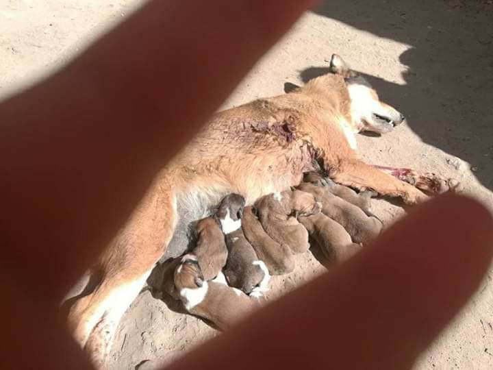 stray pups with dead mum.jpg