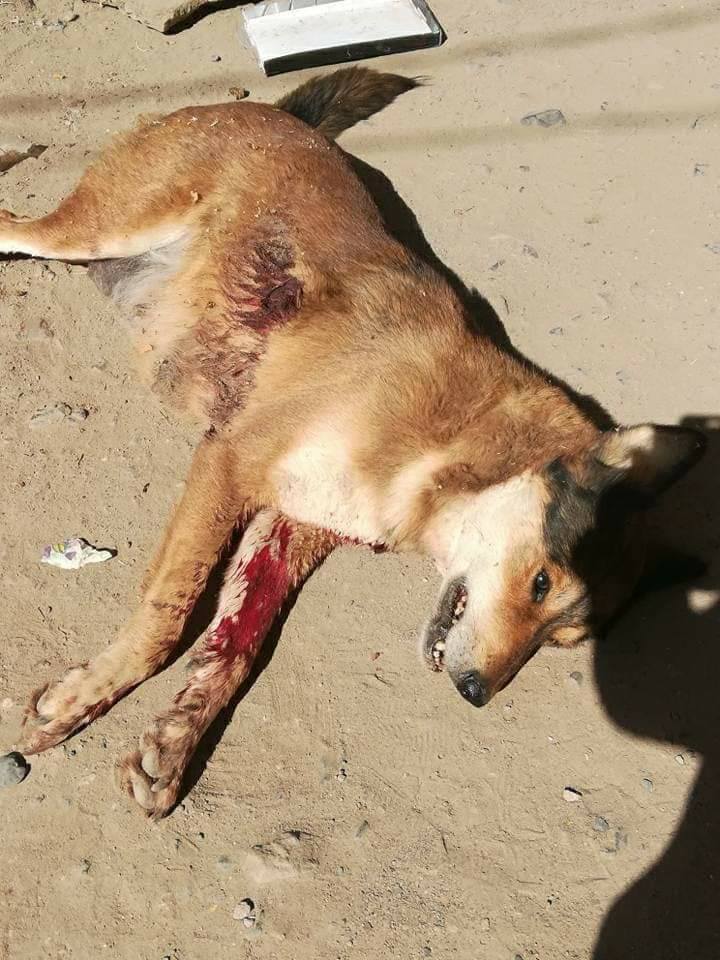 stray pups mum shot dead sana'a.jpg