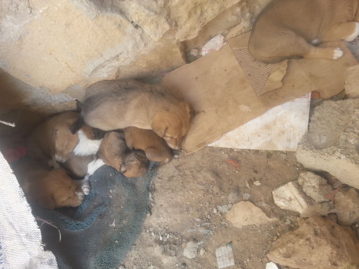 stray sana'a pups discovering new kennel by hisham 31 DEC 2018 OWAP AR yemen rescue mission from this to.....jpg
