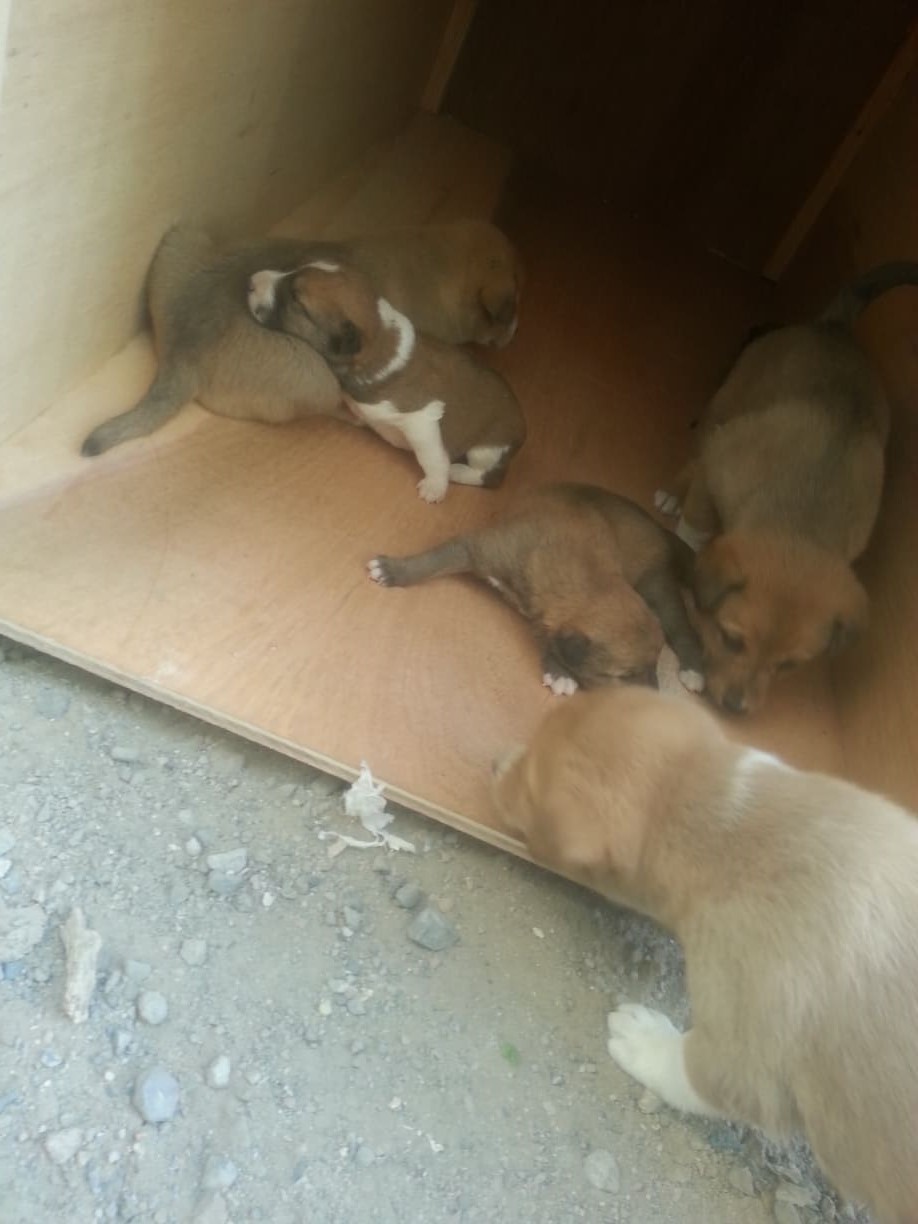 stray sana'a pups discovering new kennel by hisham 31 DEC 2018 OWAP AR yemen rescue mission.jpg