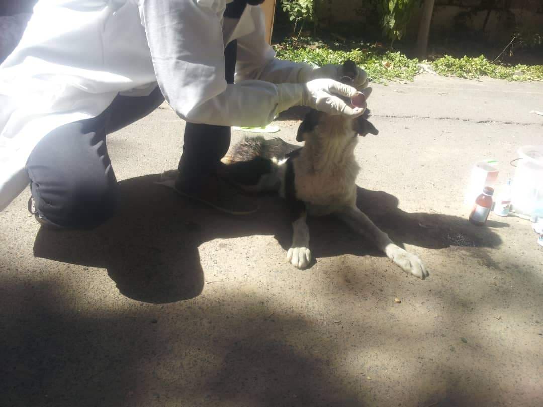 LUCY 4 JAN 2019 by OWAP AR vet giving her antibiotics sana'a yemen stray animals rescue.jpg