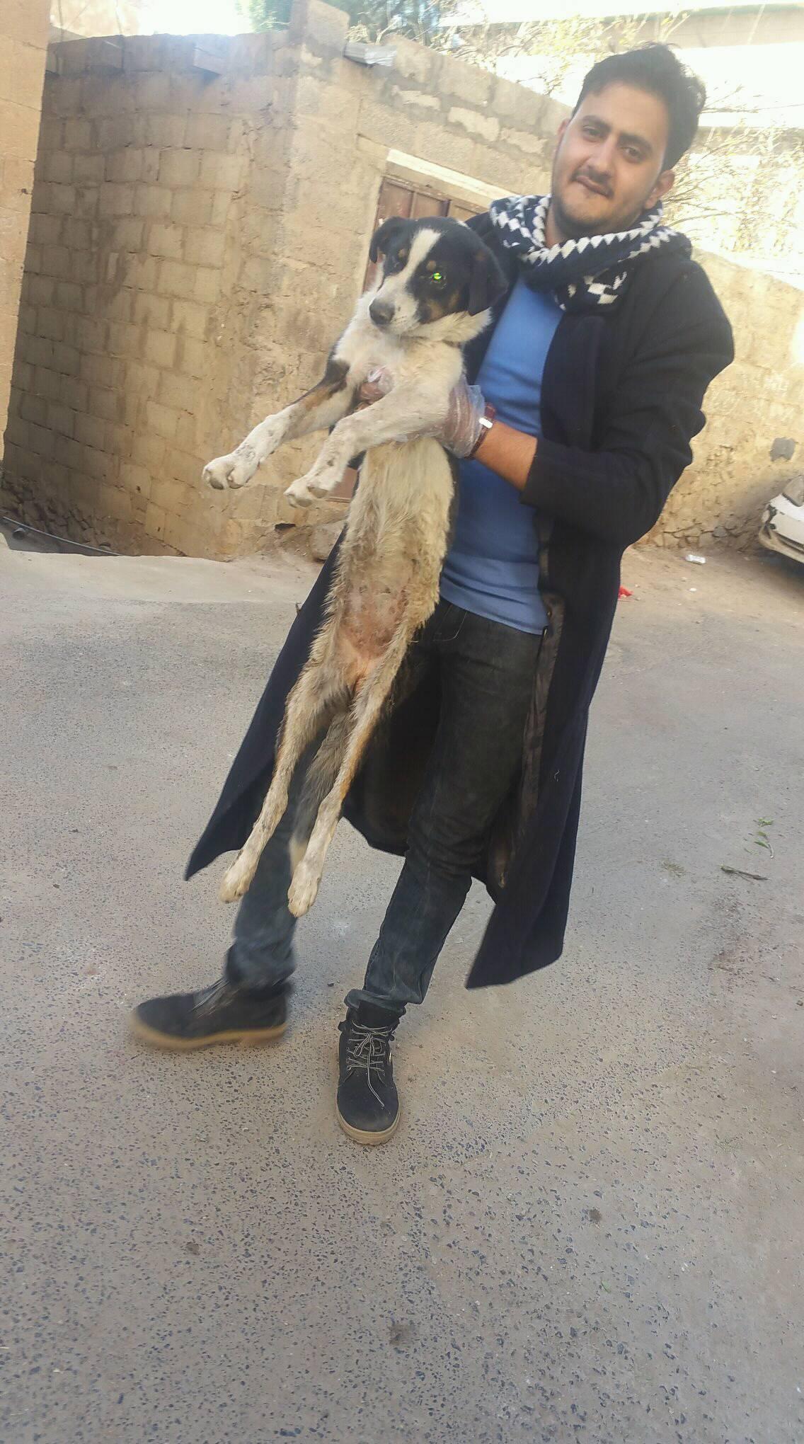 LUCY with Mohamed Qaten 26 DEC 2018 OWAP AR stray rescue mission sana'a yemen.jpg