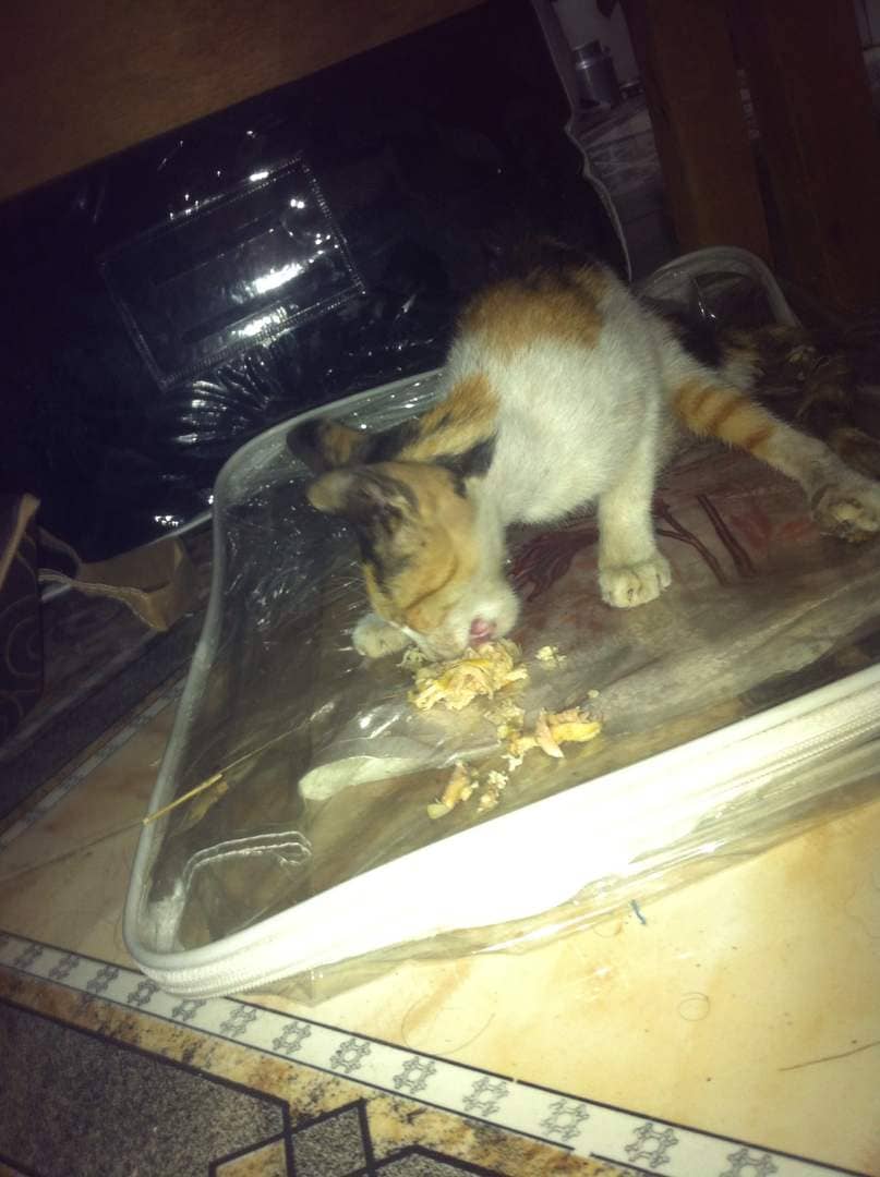 stray ADEN cat 6 JAN 2019 eating from Akram's hand OWAP AR rescue.jpg