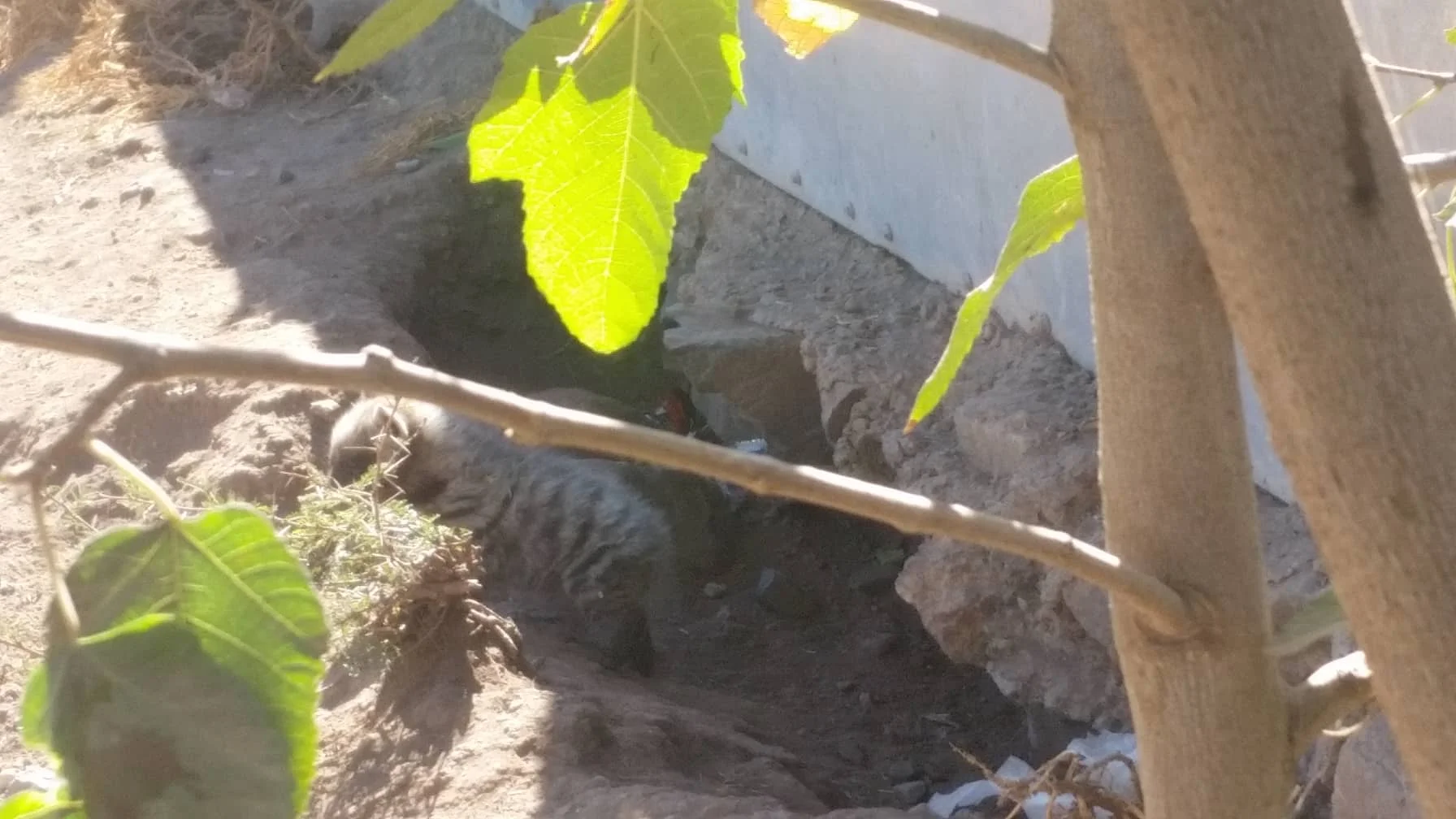 Ibb zoo baby hyena 6 JAN 2019 OWAP AR yemen rescue.jpg