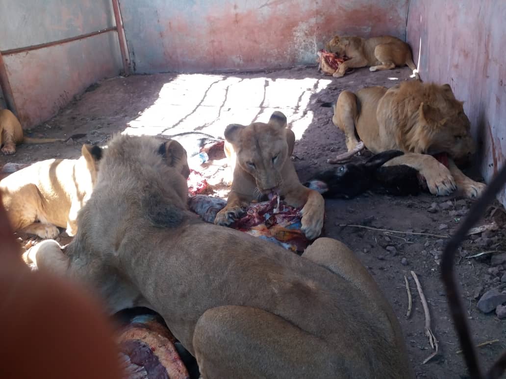 Ibb zoo OWAP AR feeds the lions 11 jan 2019 yemen rescue  hisham 's brother photos.jpg