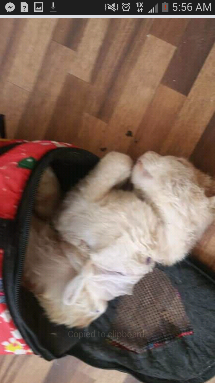 stray cat with bite wound nada tending OWAP-AR 16 DEC 2018.png