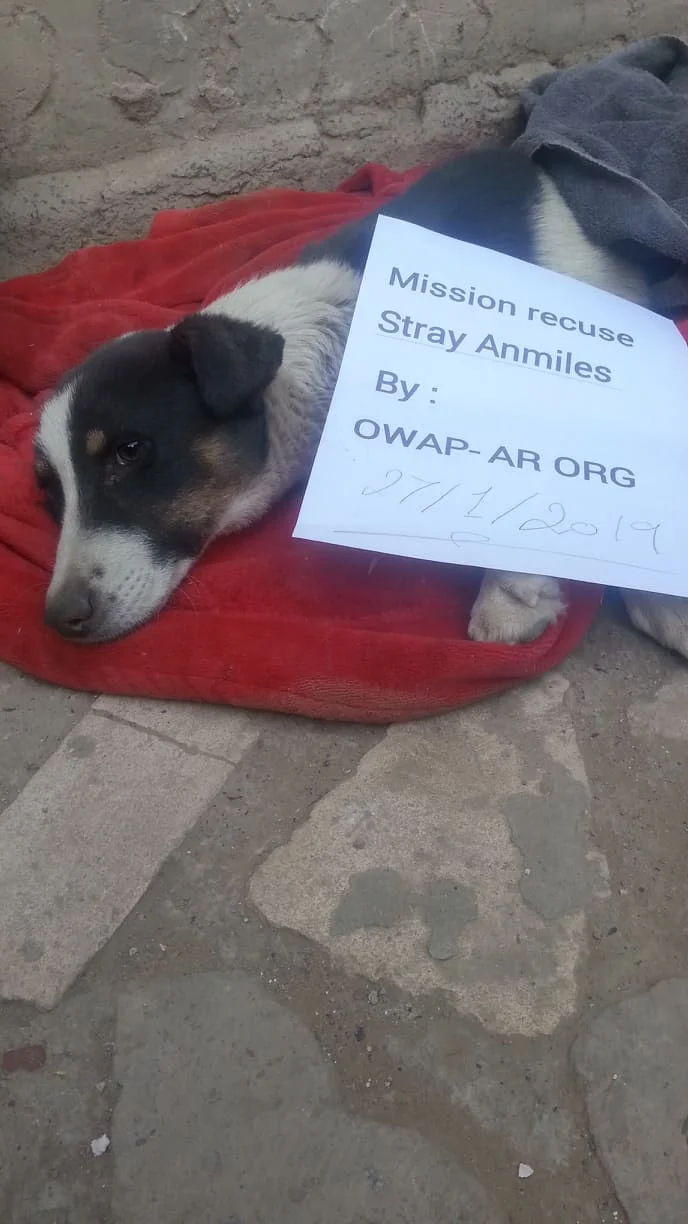 stray 27 Jan 2019 by OWAP AR LUCY now at nada's.jpg