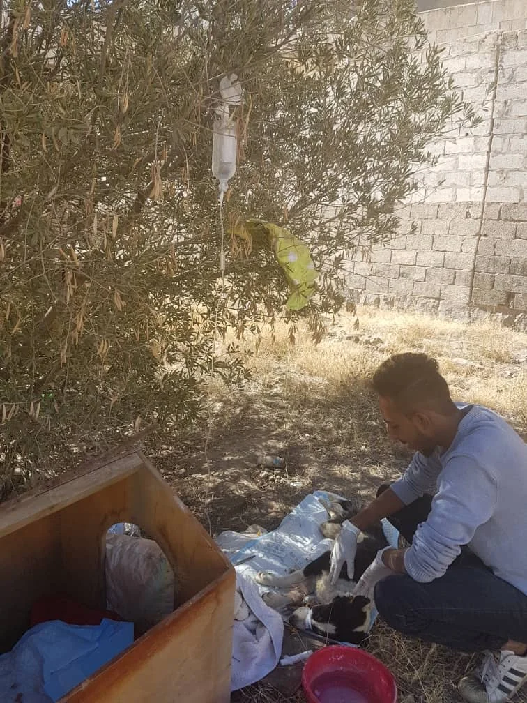 stray lucy with vet nabeel alamri 13 Jan 2019 OWAP AR paying.jpg