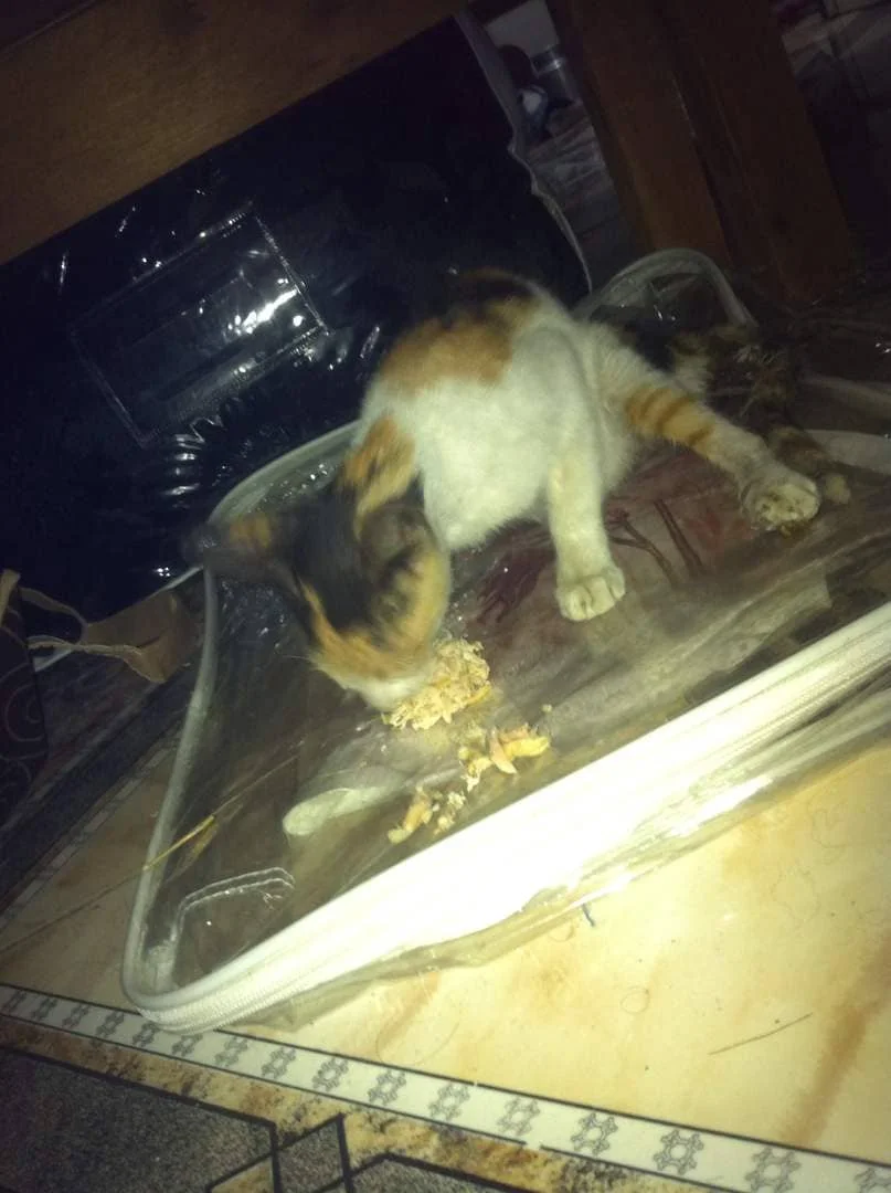 stray ADEN cat 6 JAN 2019 just arrive at Akram's OWAP AR rescue.jpg