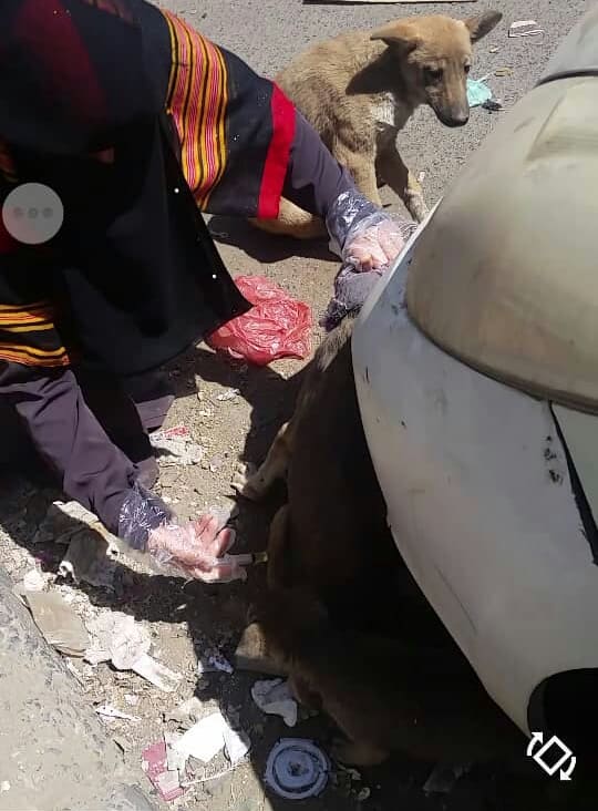 stray rescue 2 dogs injection of 1 Feb 2019 by OWAP-AR sana'a yemen.jpg