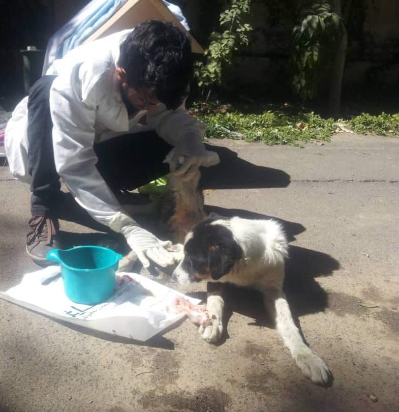 LUCY cleaning her by OWAP-AR vet 4 JAN 2019 sana'a boushra's house.jpg
