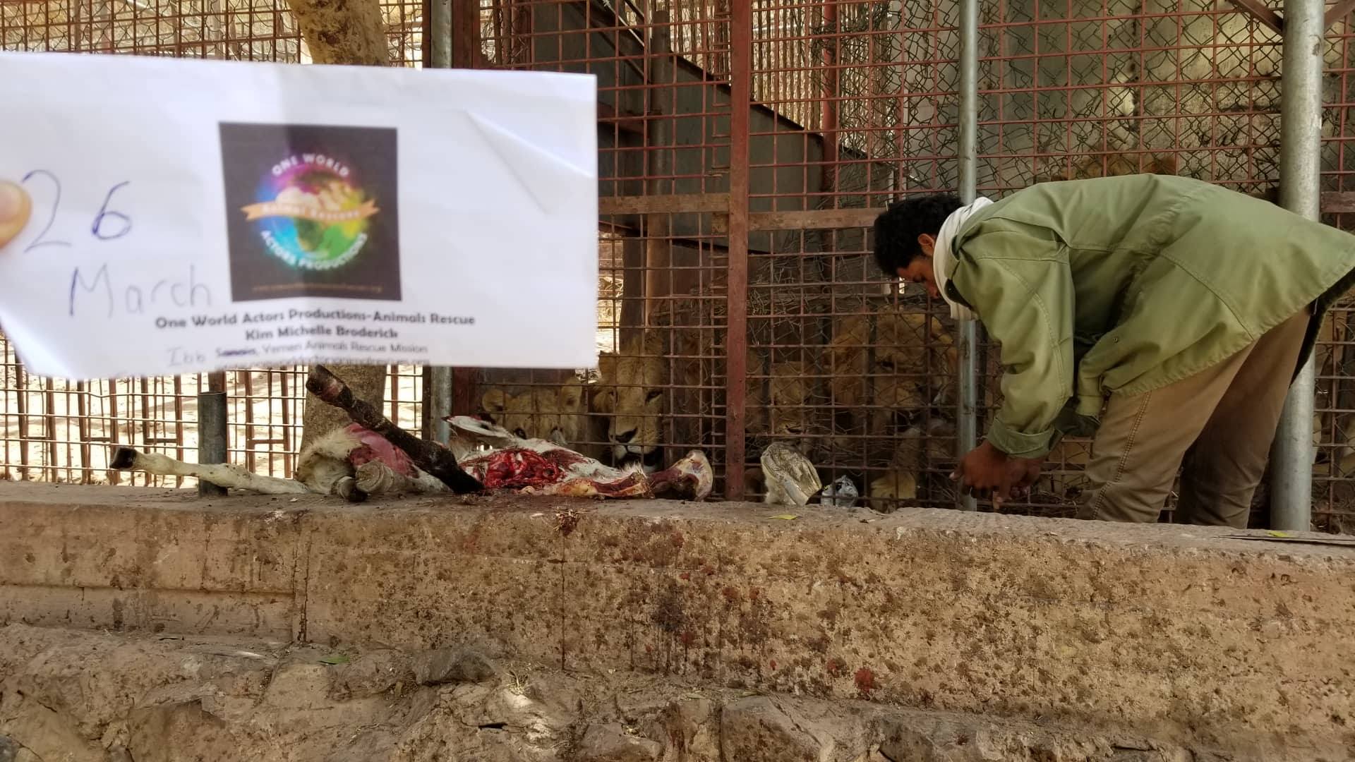 ibb zoo feed OWAPAR providing  26 march 2019 with abdulrazak yemen rescue Hisham visit delivery 11 donkeys.jpg