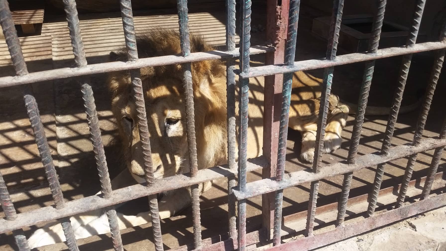 taiz 9 FEB 2019 OWAP-AR copywrite zoo yemen rescue.jpg