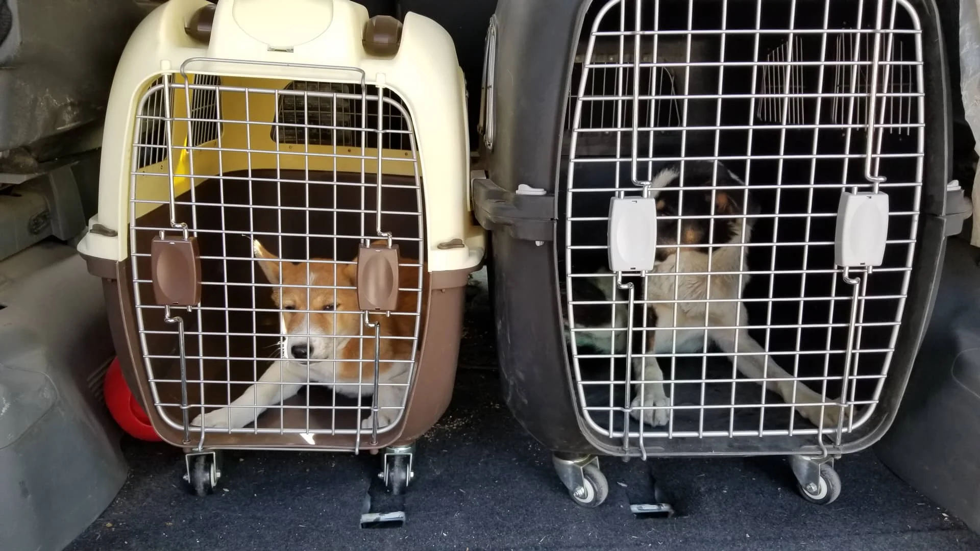 stray March 2019 Hisham for OWAP Animal Evac. Rescue LUCY and HOPE in Hisham's van ready to go down to Aden to fly to JFK via Cairo.jpg