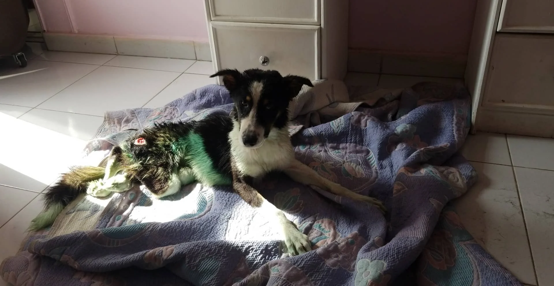 stray LUCY after her morning shower 14 Mar Apartment in cairo 2019 with Hisham OWAP AR Evac..jpg