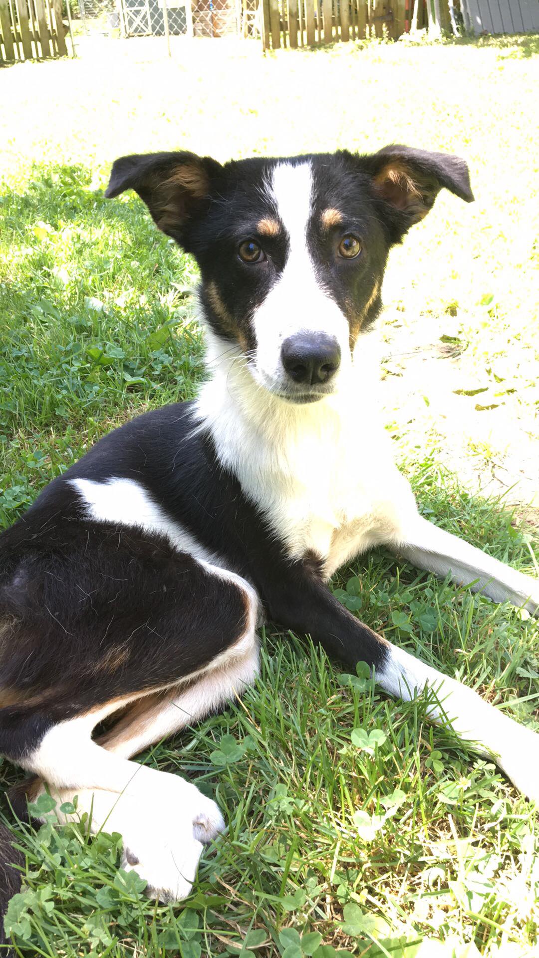 LUCY 22 June 2019 OWAP rescue now at RMDs They are GREAT! Hope is growing like a weed. Lisa took him to adoptions today..jpg