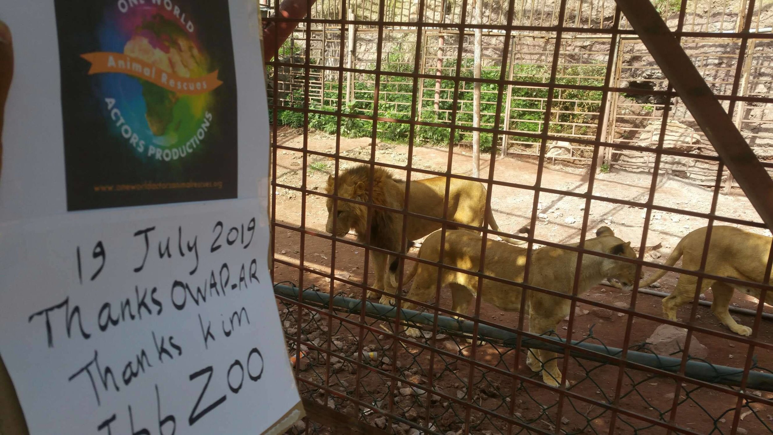 ibb zoo 19 July 2019 OWAP AR sign with 2 of the 4 adult females  yemen rescue.jpg