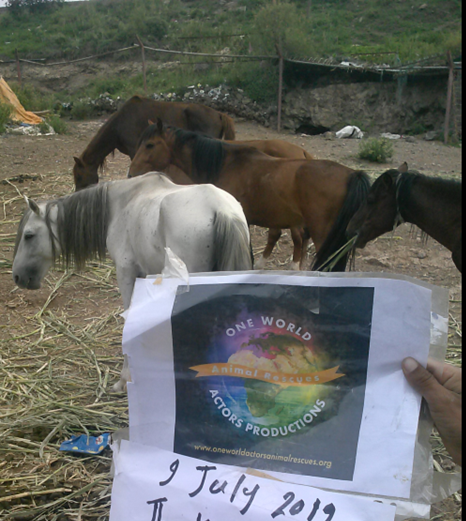 ibb zoo 9 July 2019 OWAP AR horses eating our fodder delivery.png