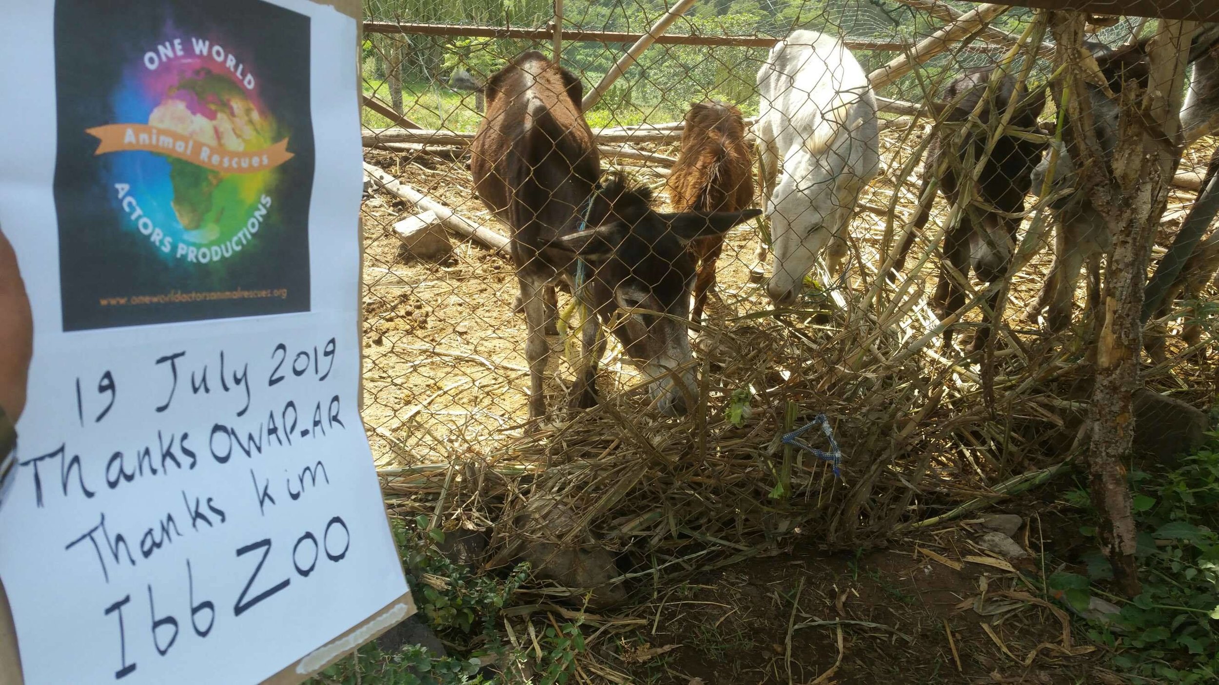 Ibb Zoo 19 July 2019 donkeys getting our fodder OWAP sign pic Dr Al Bukair.jpg