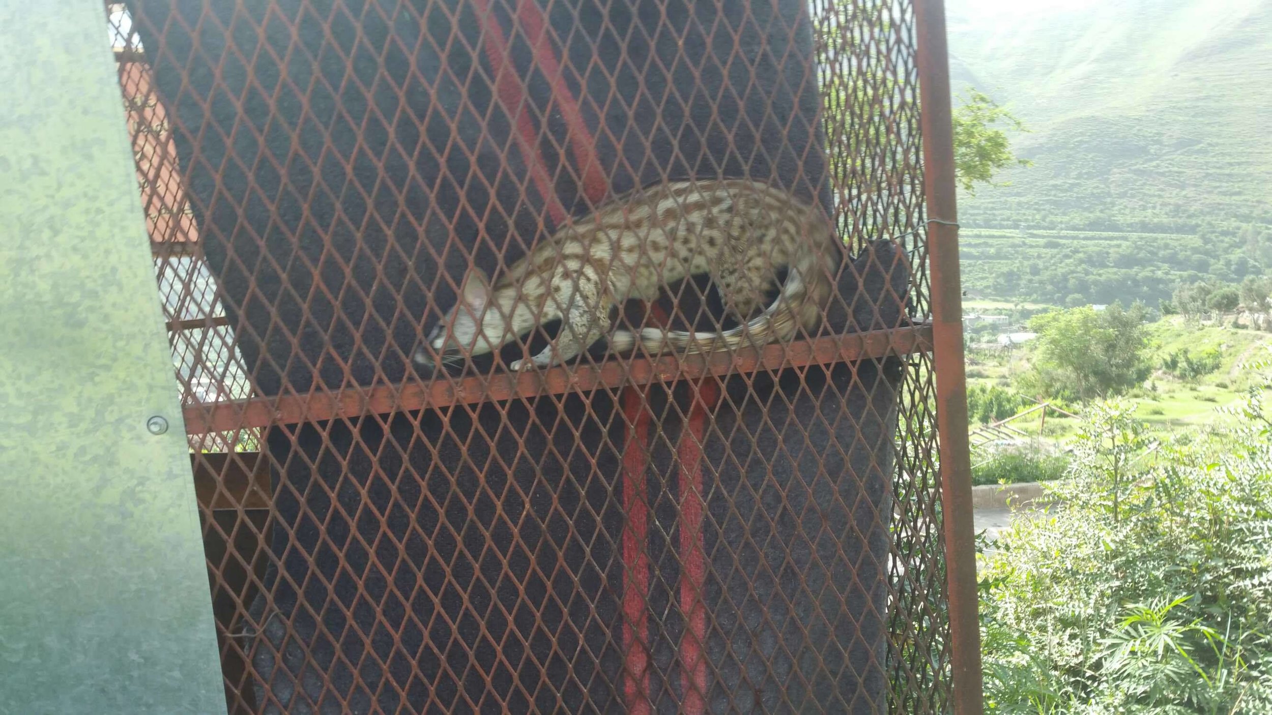 ibb zoo 19 July 2019 ocelot.jpg