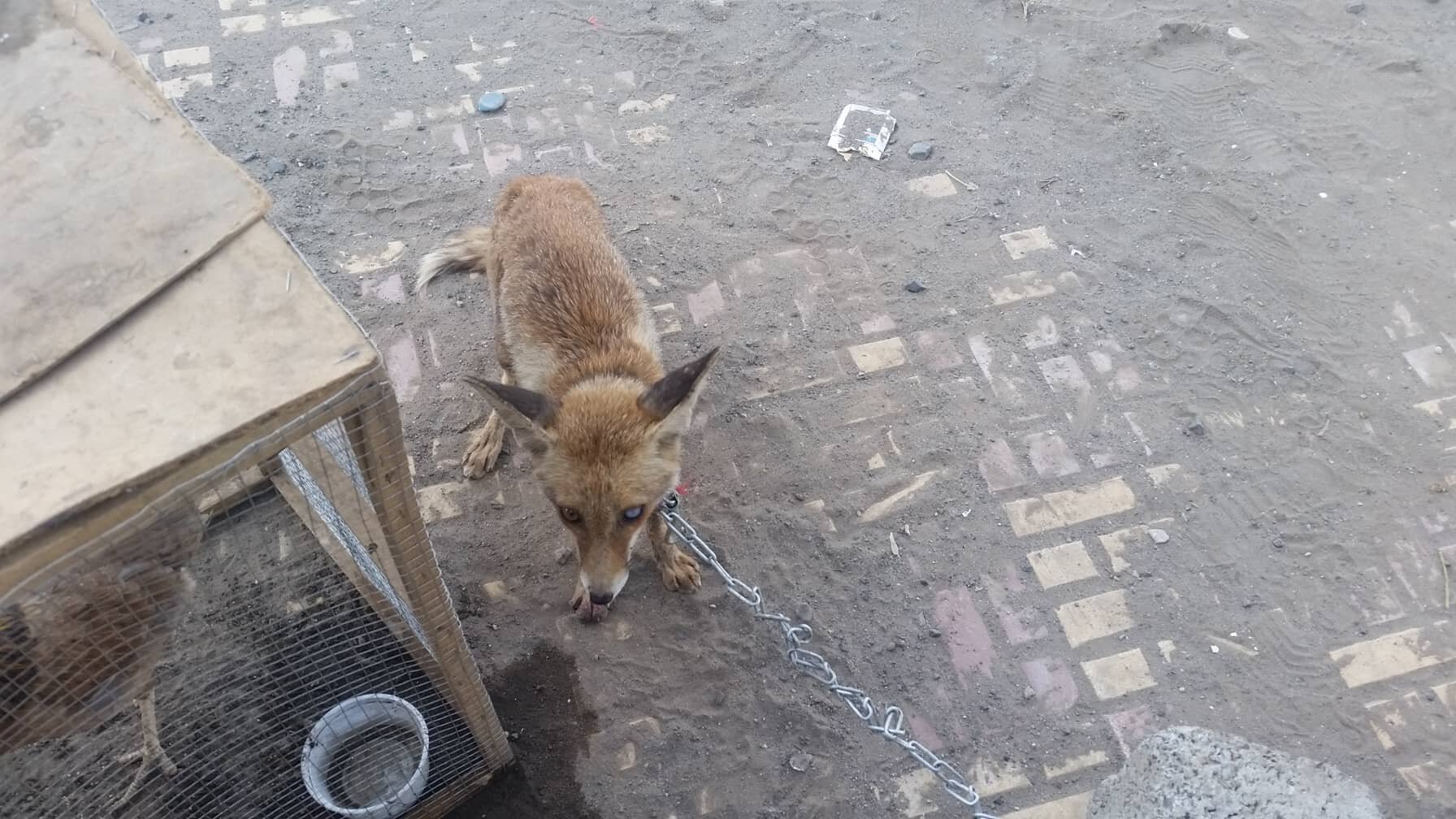 stray fox sana'a Yemen rescue OWAP-AR 21 FEB 2019 Hisham with man who wants to kill him  or sell him.jpg