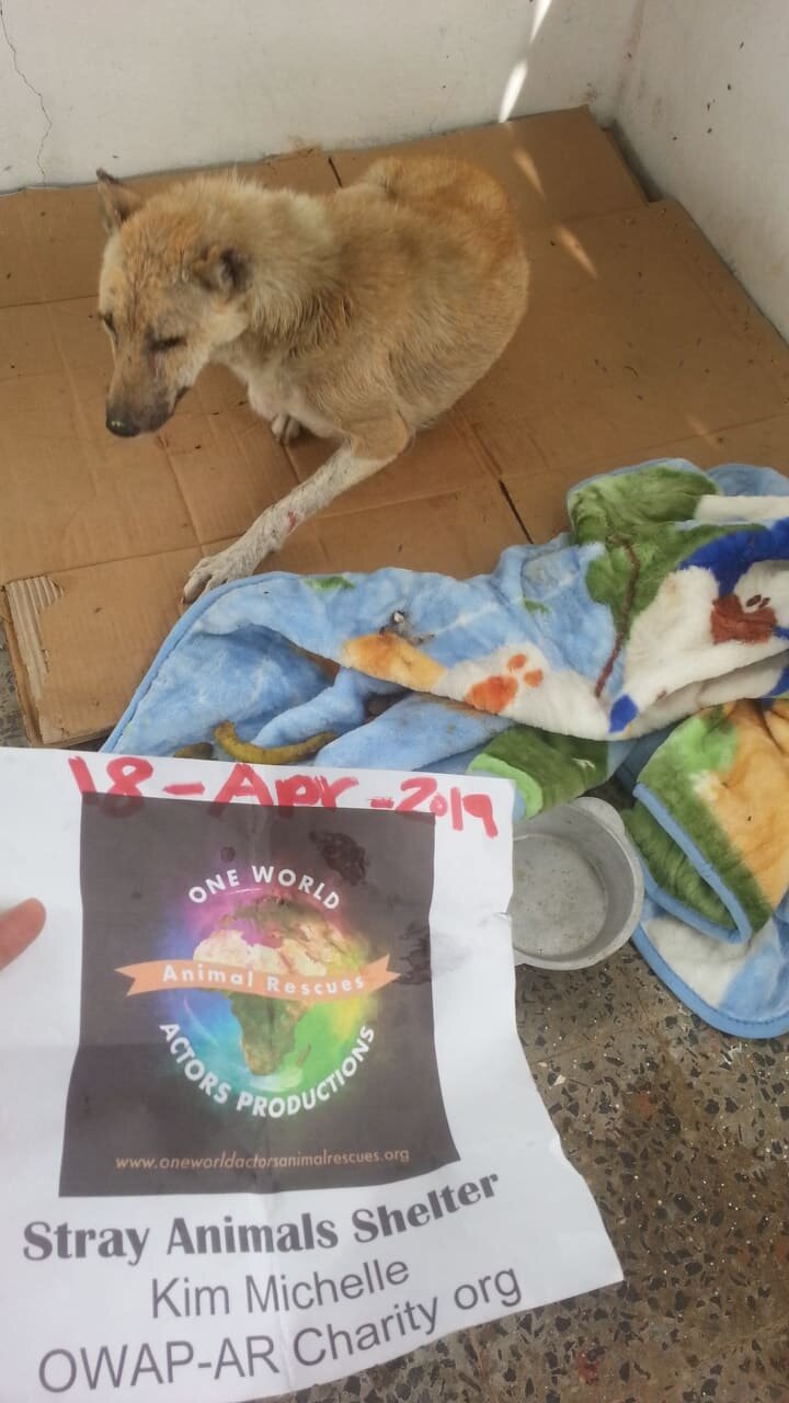 SOFIA 18 April 2019 in OWAP AR Shelter Noga pic  yemen rescue with our sign.jpg