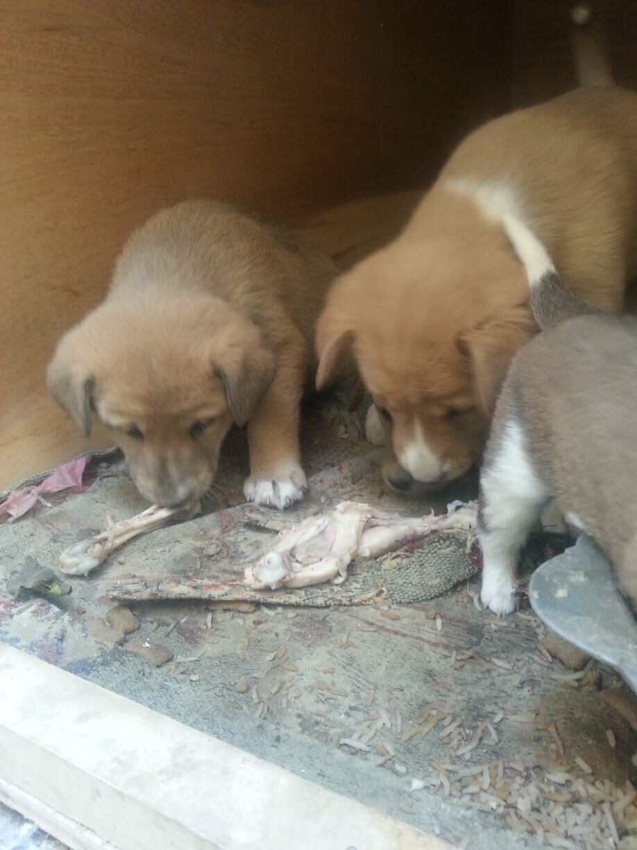 stray pups 6 JAN 2019 by OWAP AR providing chicken Nada pic sana'a yemen.jpg