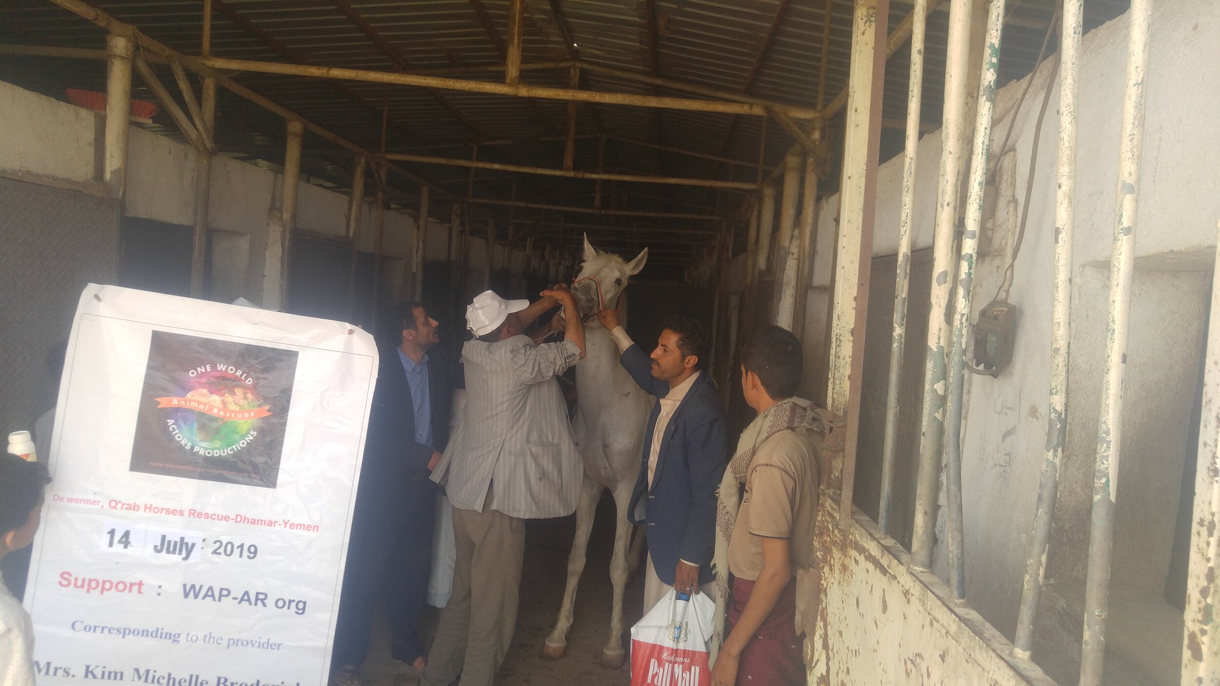 qrab worming 14 July 2019 OWAP AR Yemen Arabian horse Rescue Fateh.jpg