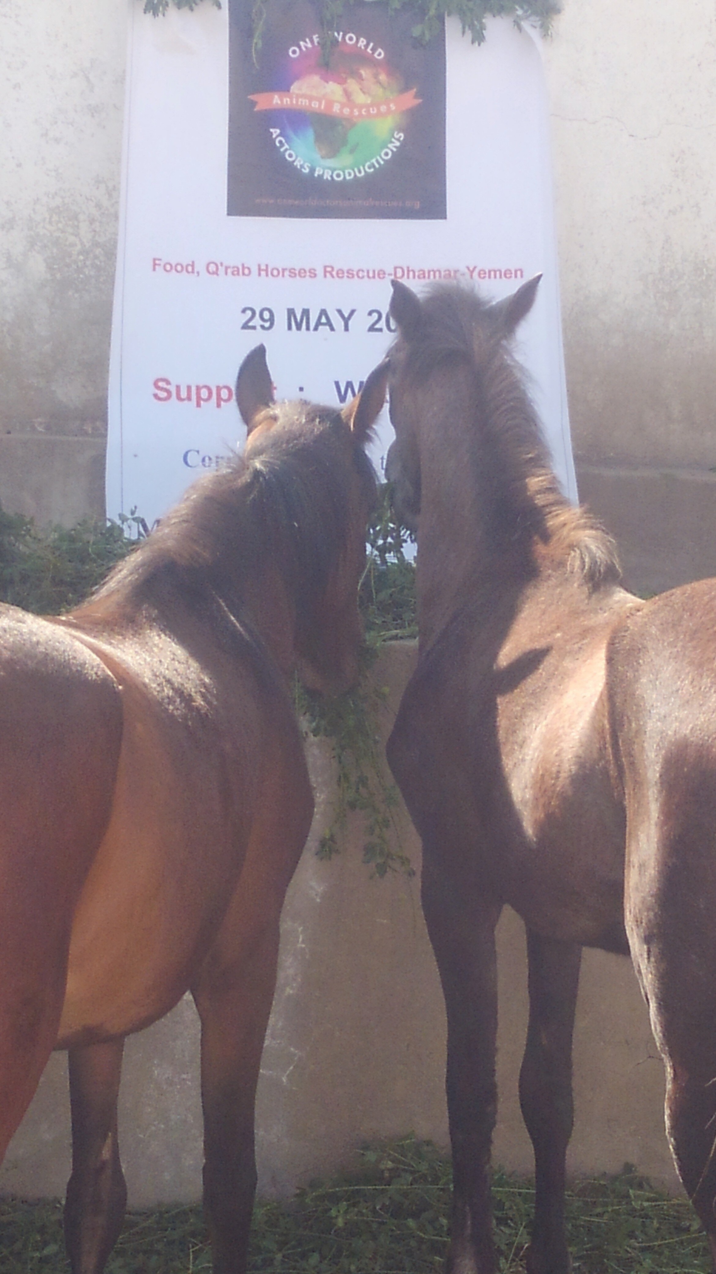 qrab 29 May 2019 Horses rescue earing fodder fateh by OWAP provider  KIMG٠١٠٩KIMG٠١٢٨.jpg