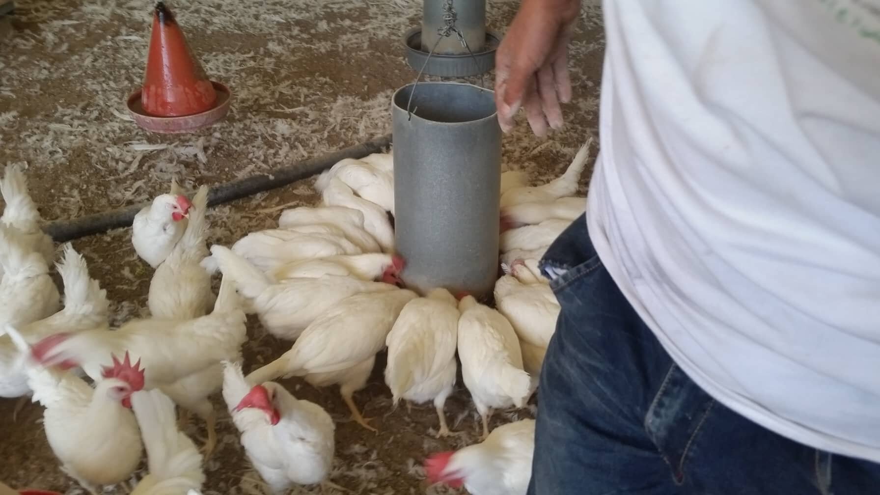 college feeding chickens 30 DEC 2018 sana'a yemen with hisham and laila for OWAP AR providing.jpg