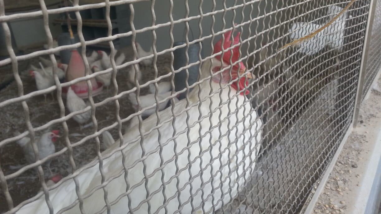 college of agriculture chickens needing out 29 DEC 2018 OWAP AR delivery today nada pic sana'a yemen rescue mission.jpg