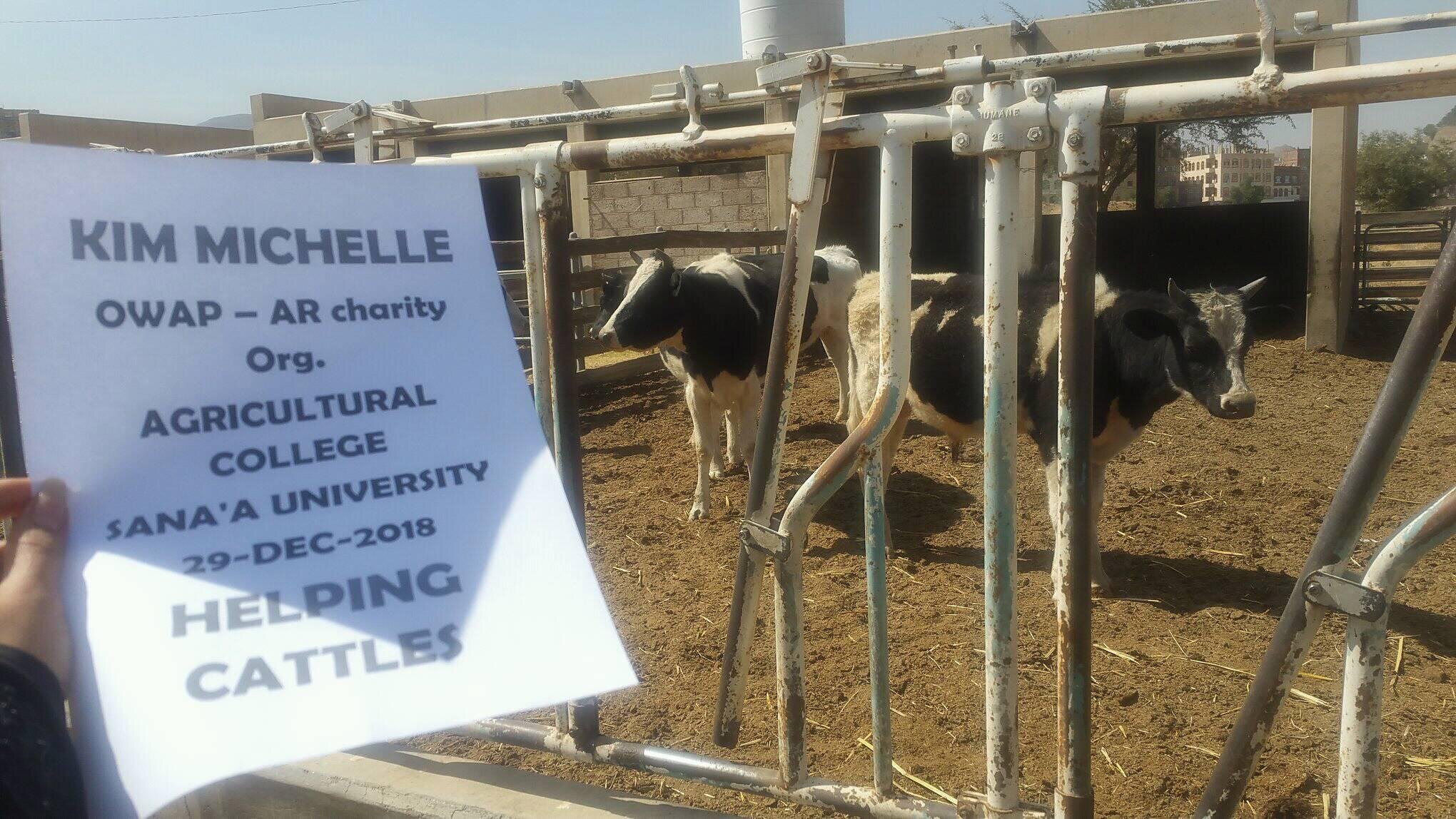 college agriculture sanaa uni OWAP AR sign about to deliver fodder to the cows and sheep laila pic Mohamed waiting for Hisham 29 DEC 2018.jpg