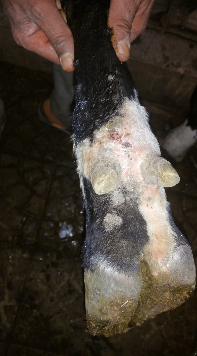 Ibb Col 13 July 2019 OWAP AR providing problem skin hoof  farm rescue.jpg