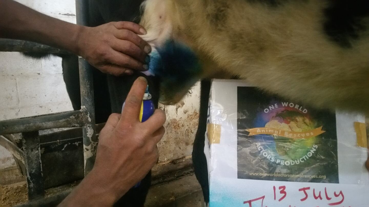 ibb coldisinfect spray on abcess 13 July 2019 Yemen farm rescue OWAP AR sign.jpg