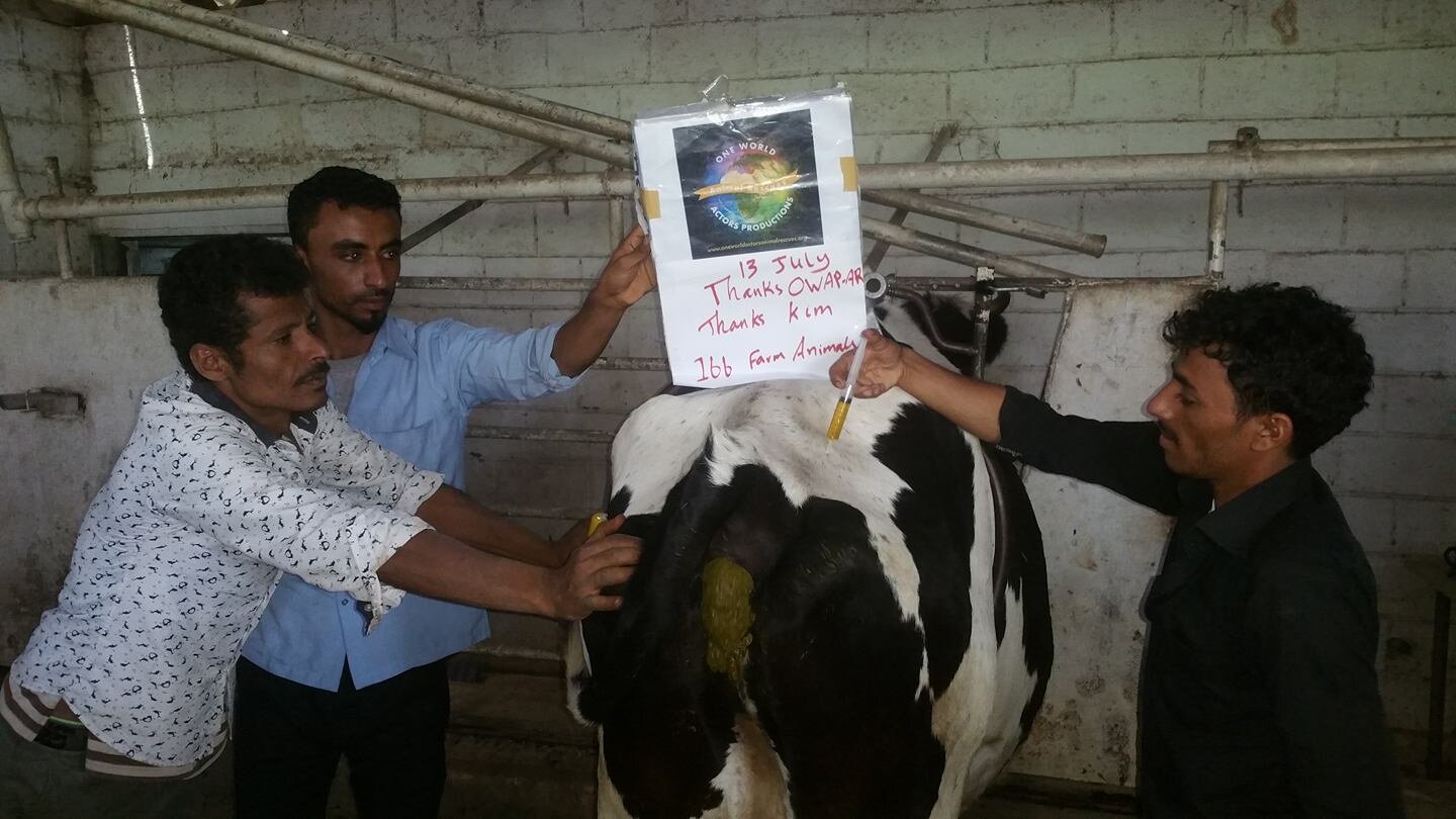 ibb col cow with injection OWAP AR sign providing 13 July 2019 Yemen farm animals rescue.jpg