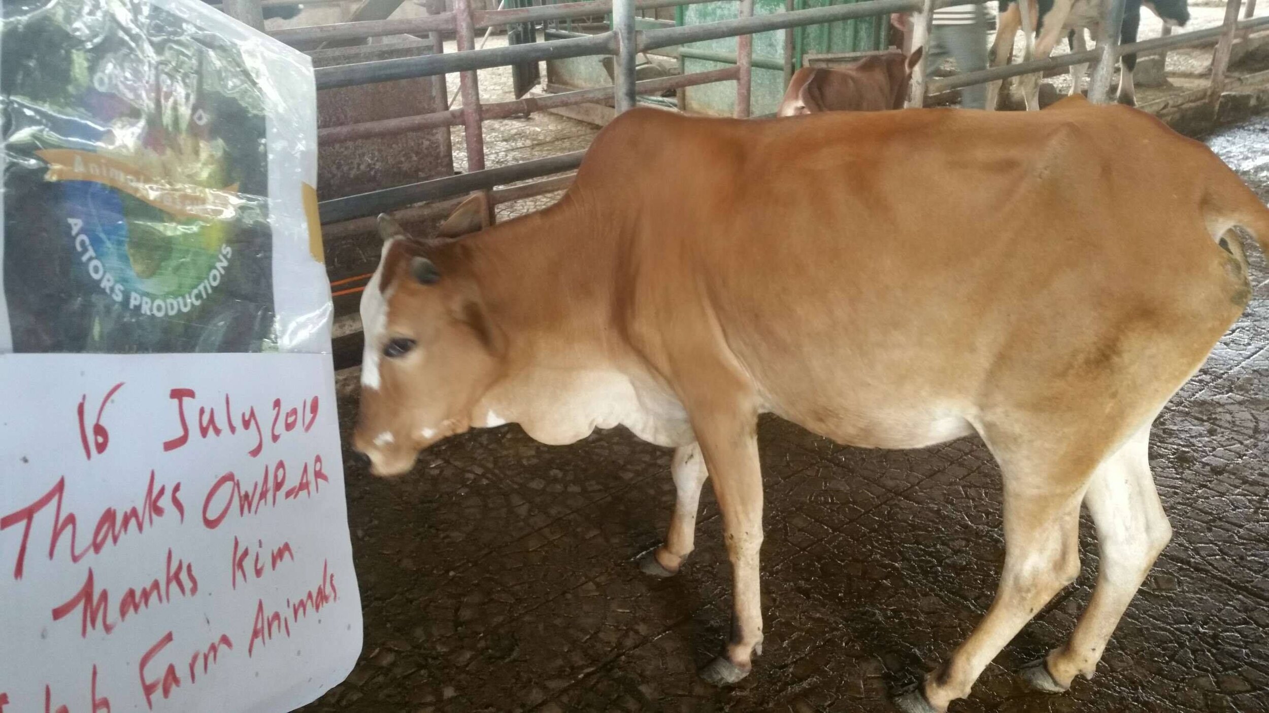 ibb col AFTER   cow now gained weight 16 July 2019 thanks to OWAP AR  with sign.jpg