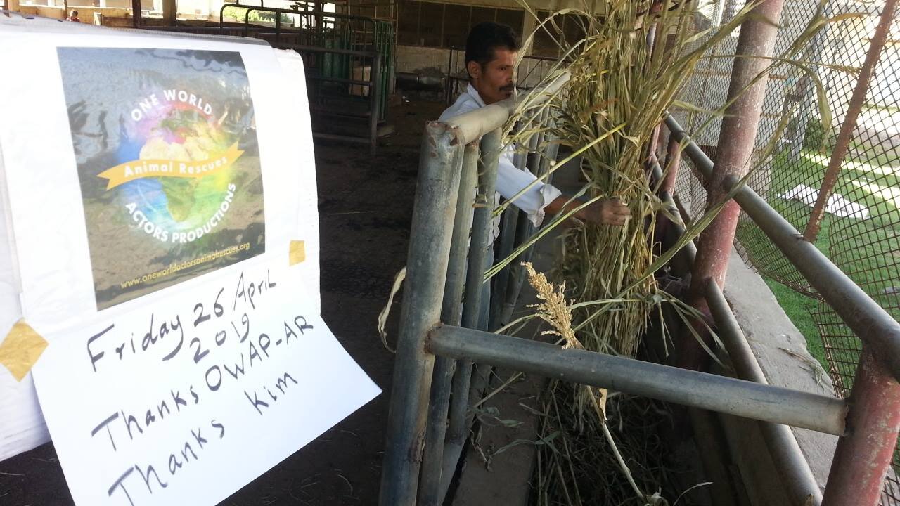 ibb college 26 April 2019 with worker distributing corn sticks and our OWAP AR sign  al bukair pics.jpg