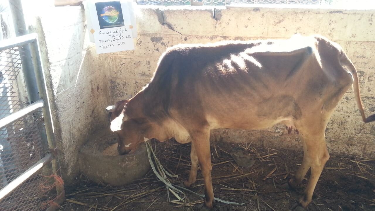 ibb college 26 April 2019 with skinny cow still eating feed and our OWAP AR sign  al bukair pics.jpg